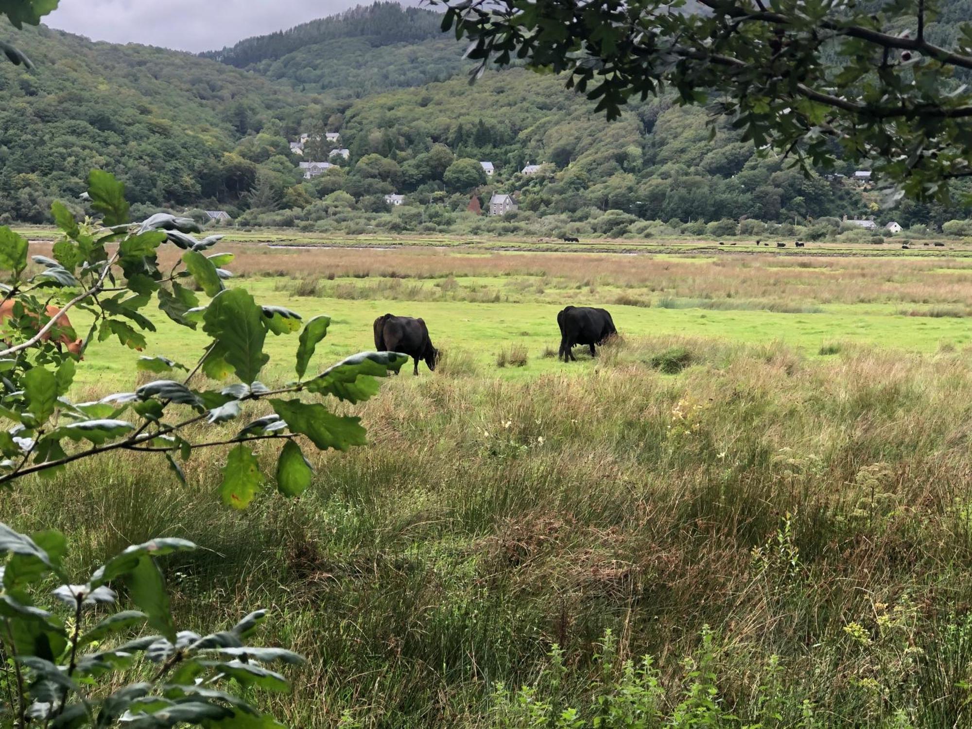 ドルゲラウ Snowdonia Mawddach Escapeヴィラ エクステリア 写真